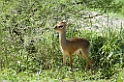 Kirk's Dik Dik